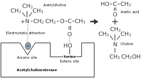 Acetylcholinesterase mode of action
