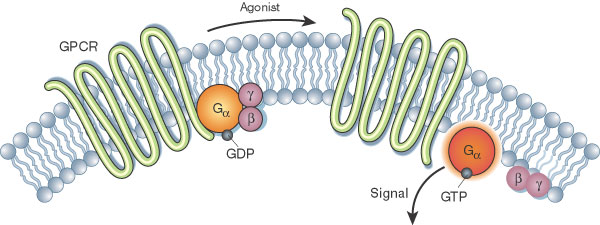 G-protein coupled receptor