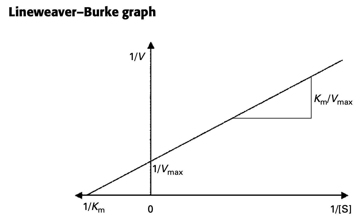 Lineweaver-Burke graph 