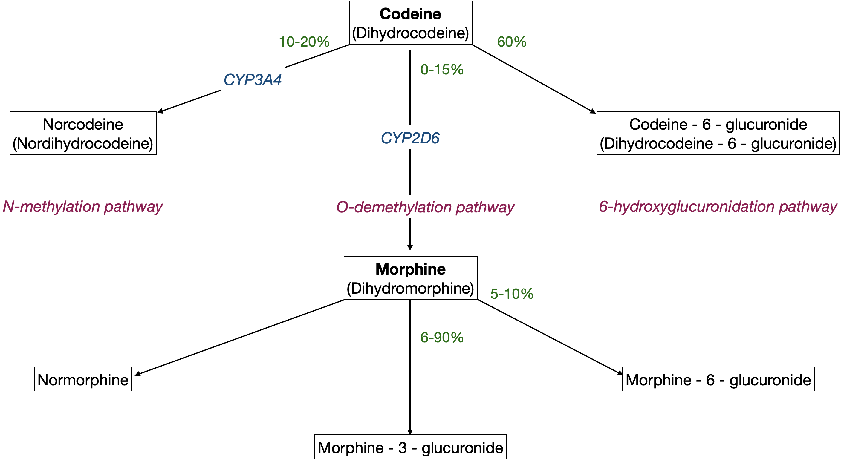 Morphine metabolic pathway