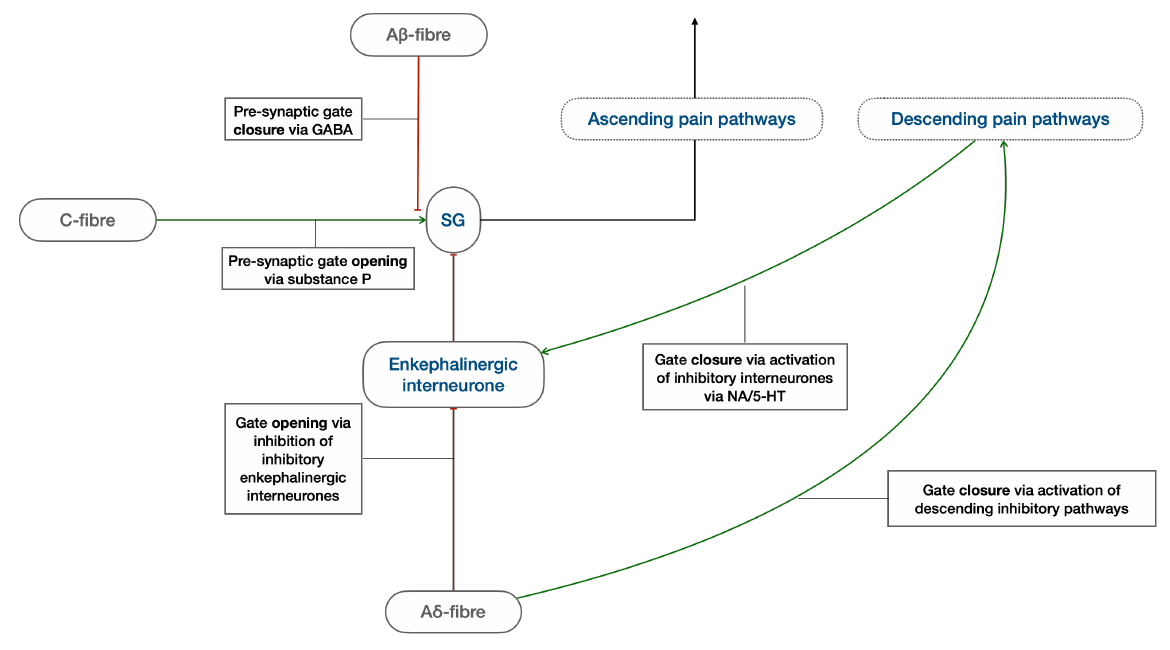 Diagram of the pain gate in the substantia gelatinosa showing inputs which open and close the gate
