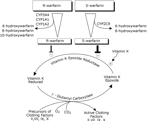 Warfarin drug action