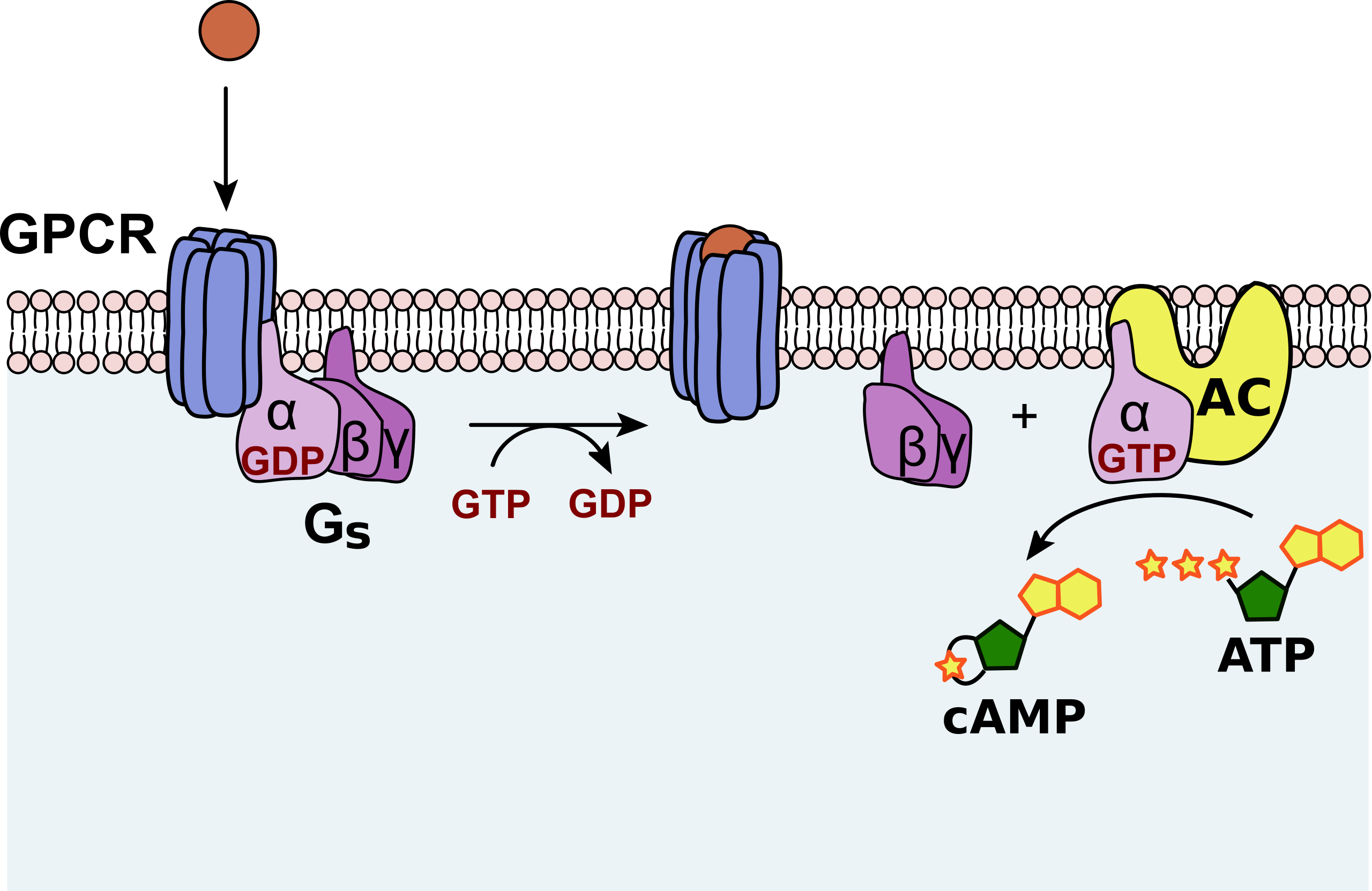 Adenylyl cyclase